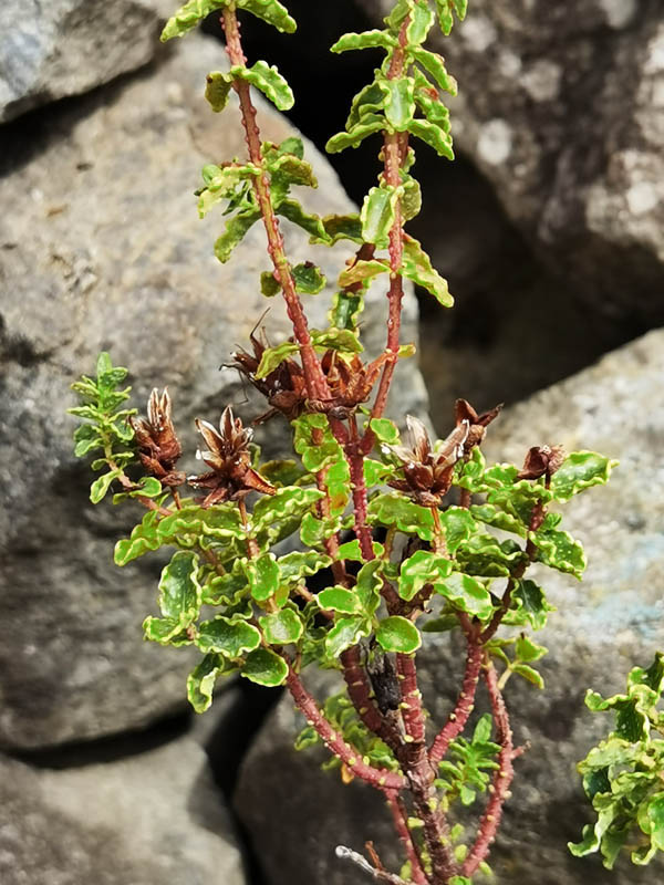 Hypericum balearicum